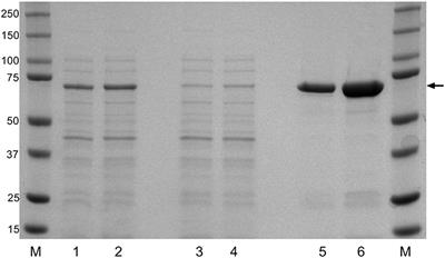 Evaluation of a Recombinant Flavobacterium columnare DnaK Protein Vaccine as a Means of Protection Against Columnaris Disease in Channel Catfish (Ictalurus punctatus)